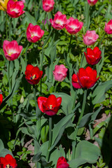 glade with large bright multicolored tulips lit by the sun.