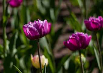 meadow with bright multicolored tulips lit by the spring sunshine