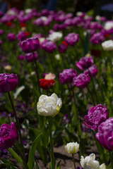 Obraz premium flower bed with large bright multicolored tulips lit by the sun