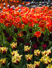 glade with large bright multicolored tulips lit by the sun.