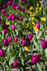 glade with large bright multicolored tulips lit by the sun.