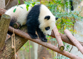  A cute little panda is climbing a tree trunk