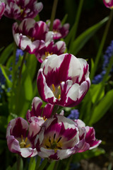 Obraz premium beautiful meadow covered with lots of tulips on a blurred background of flowers.