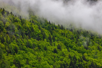 Fototapeta na wymiar Beautiful, green and healthy forests help regulate global climate.