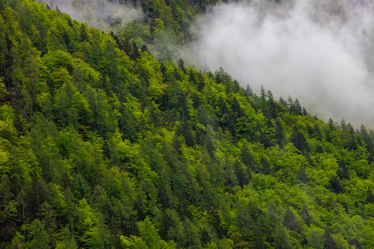 Beautiful, green and healthy forests help regulate global climate.