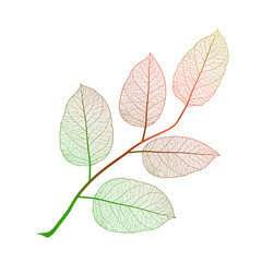 Fototapeta premium Leaf isolated. Vector illustration. EPS 10