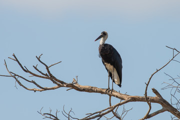 A Woolly-Necked Stork perched on the branches of a dead tree, Hluwhluwe, South Africa.