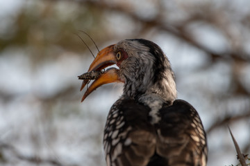 A Yellow-Billed Hornbill with a grasshopper in its beak, Hluhluwe, South Africa.