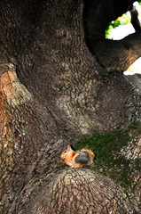 Red Squirrel in the forest