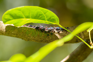 Hibiscus Harlequin Bug