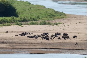 White-Backed Vultures drying their wings after bathing, Hluhluwe, South Africa.