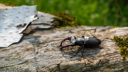 The deer beetle is on the tree. Lucanus Cervus