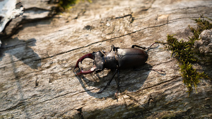 The deer beetle is on the tree. Lucanus Cervus