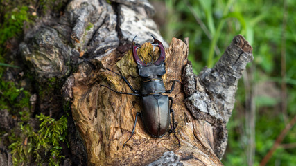 The deer beetle is on the tree. Lucanus Cervus