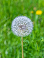 Close-up of white dandelion ball