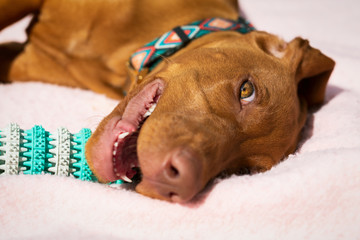 Cute vizsla puppy playing with teeth cleaning chew toy for dogs. Plaque removal, healthy dog teeth concept. Dental hygiene.