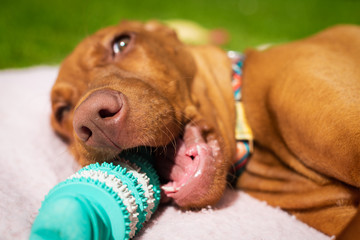 Cute vizsla puppy playing with teeth cleaning chew toy for dogs. Plaque removal, healthy dog teeth...