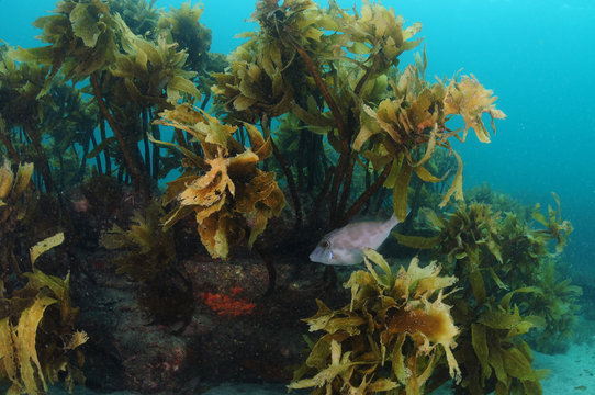 New Zealand trigger fish Parika scaber swimming under fronds of brown kelp Ecklonia radiata close to rocky reef base.