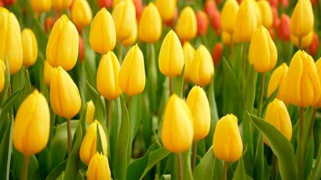 4K. colorful of tulip flowers field in spring season, yellow tulip