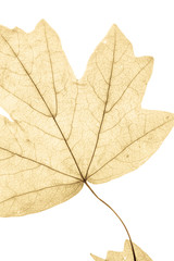 Naklejka na ściany i meble Close-up of tree leaves, natural background