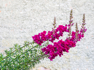 Red snapdragon flowers, stems bent after bad weather, still reach for the sun. Plain wall behind for copyspace. Antirrhinum majus.
