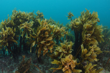 Forest of brown seaweeds Ecklonia radiata growing on flat rocky reef hiding some colorful encrusting  invertebrates.