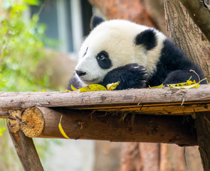  A cute little panda is climbing a tree trunk