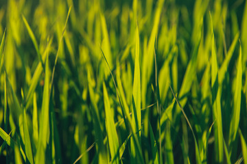 Rice on field. Green leaves background