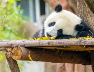  A cute little panda is climbing a tree trunk