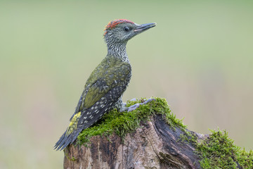 Wonderful portrait of European green woodpecker in rainy day (Picus virdis)