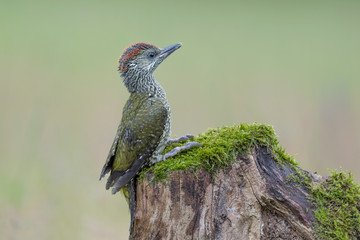 Wonderful portrait of European green woodpecker in rainy day (Picus virdis)