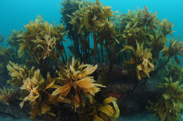 Forest of brown stalked kelp Ecklonia radiata growing on flat rocky reef hiding some colorful invertebrates.