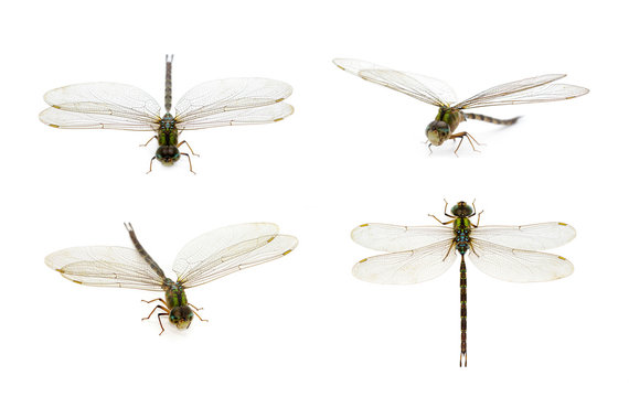 Image of dragonfly group on a white background. Transparent wings insect. Insect. Animal.