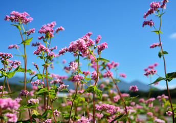 Obraz na płótnie Canvas 高原の畑にアカバナソバの花が咲く