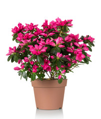 Azalea flower is in the pot. Bright beautiful pink flowers isolated on white