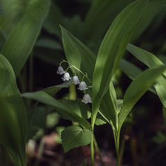 Spring flowers. Blooming lilies of the valley.