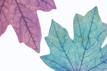 Close-up of tree leaves, natural background