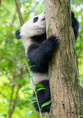 Obraz premium A cute little panda is climbing a tree trunk