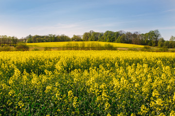 Obraz premium Rapeseed field