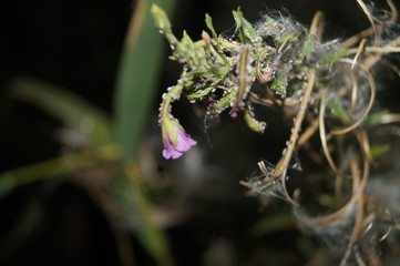 spider on leaf