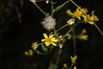 flowers in garden