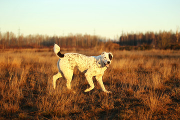 Portrait of Central Asian Shepherd Dog outdoor