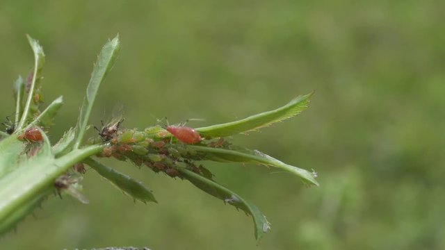 4k video - closeup of aphids sucking on plant 