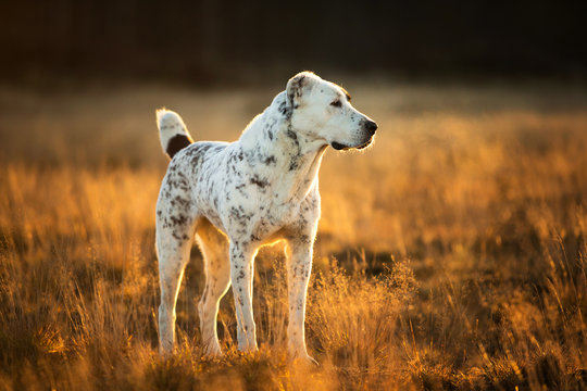 Portrait of Central Asian Shepherd Dog outdoor