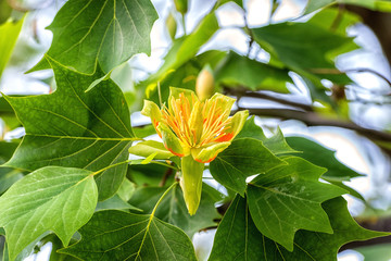 Amazing nature floral background with flowering Tulip tree or Liriodendron in the spring garden,...