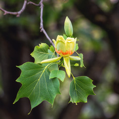Amazing nature floral background with flowering Tulip tree or Liriodendron in the spring garden, photography of beautiful flowers suitable for wallpaper or desktop background