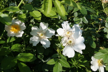 white flowers in garden