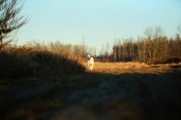 Portrait of Central Asian Shepherd Dog outdoor
