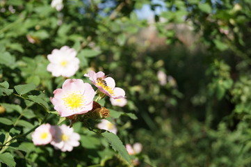 white flowers in garden