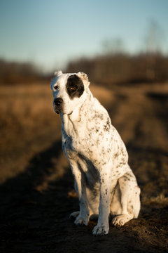 Portrait of Central Asian Shepherd Dog outdoor